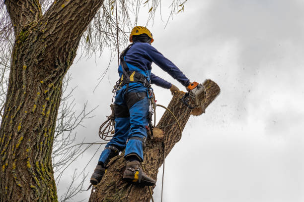 Hawkins, TX Tree Care  Company